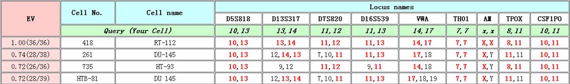 RT112 (人膀胱癌细胞)