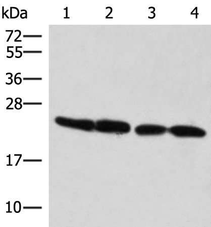 兔抗MT-CO2多克隆抗体