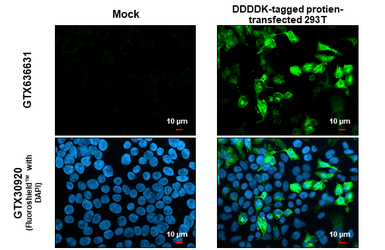 DDDDK tag antibody [GT482]