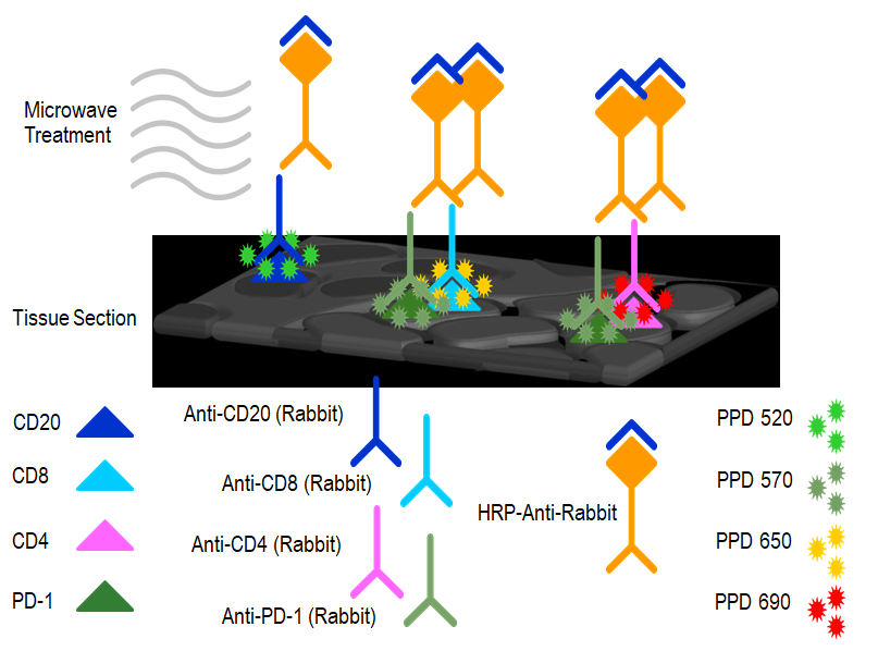 多重荧光免疫组化 mIHC服务