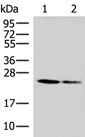 兔抗CD63多克隆抗体