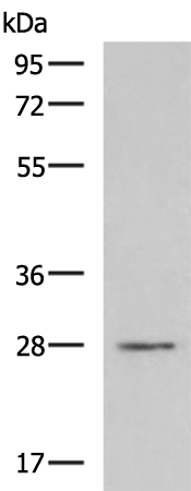 兔抗CLDND1多克隆抗体