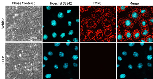 线粒体膜电位检测试剂盒(TMRE)