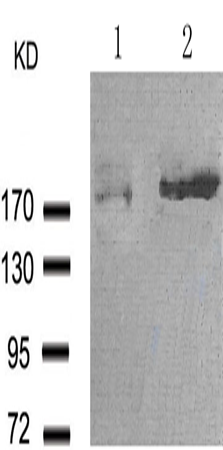 兔抗EGFR (Phospho-Ser1070)多克隆抗体