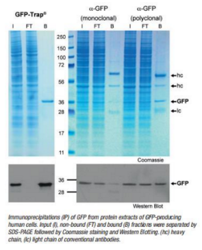 GFP-Booster_ATTO647N