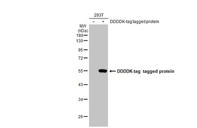DDDDK tag antibody [GT482]