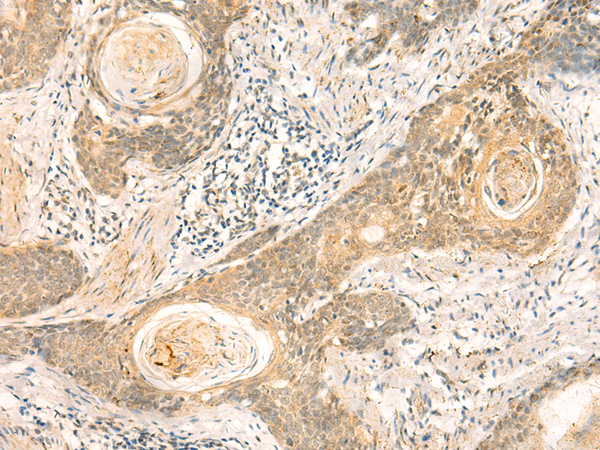 兔抗NIP7多克隆抗体