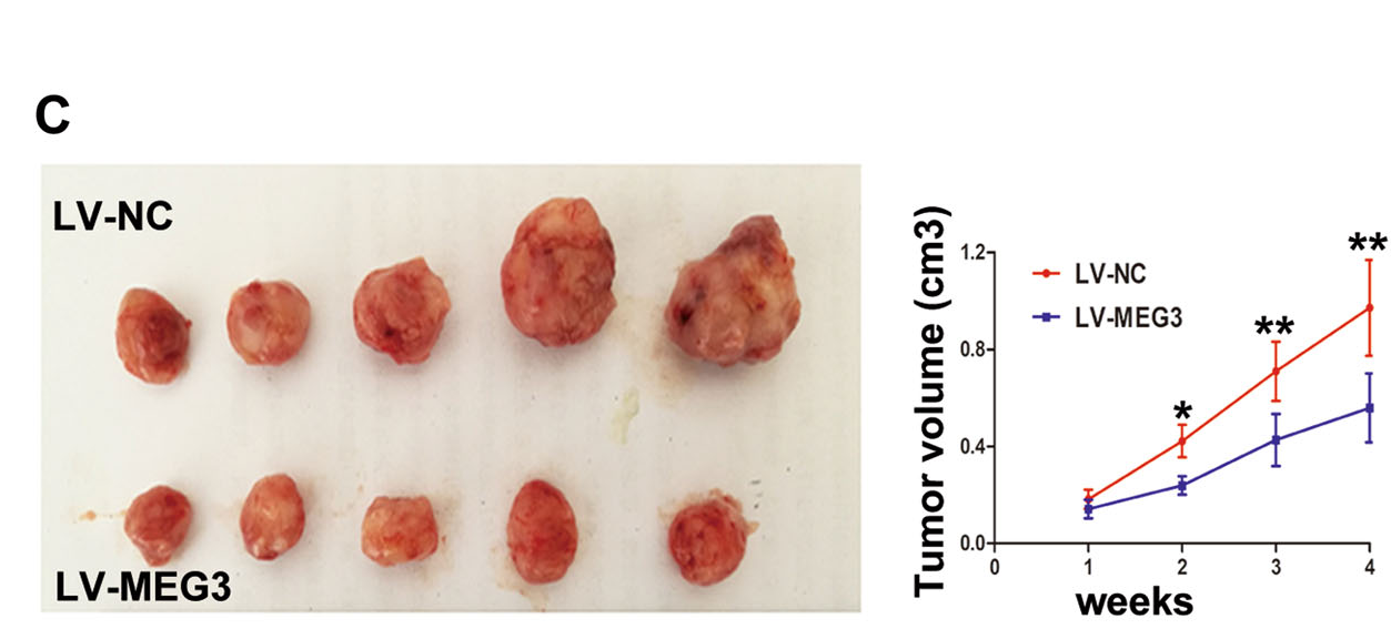 AAV/Lentivirus介导lncRNA过表达及干扰服务