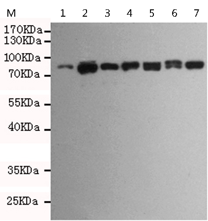 小鼠抗BRAF单克隆抗体