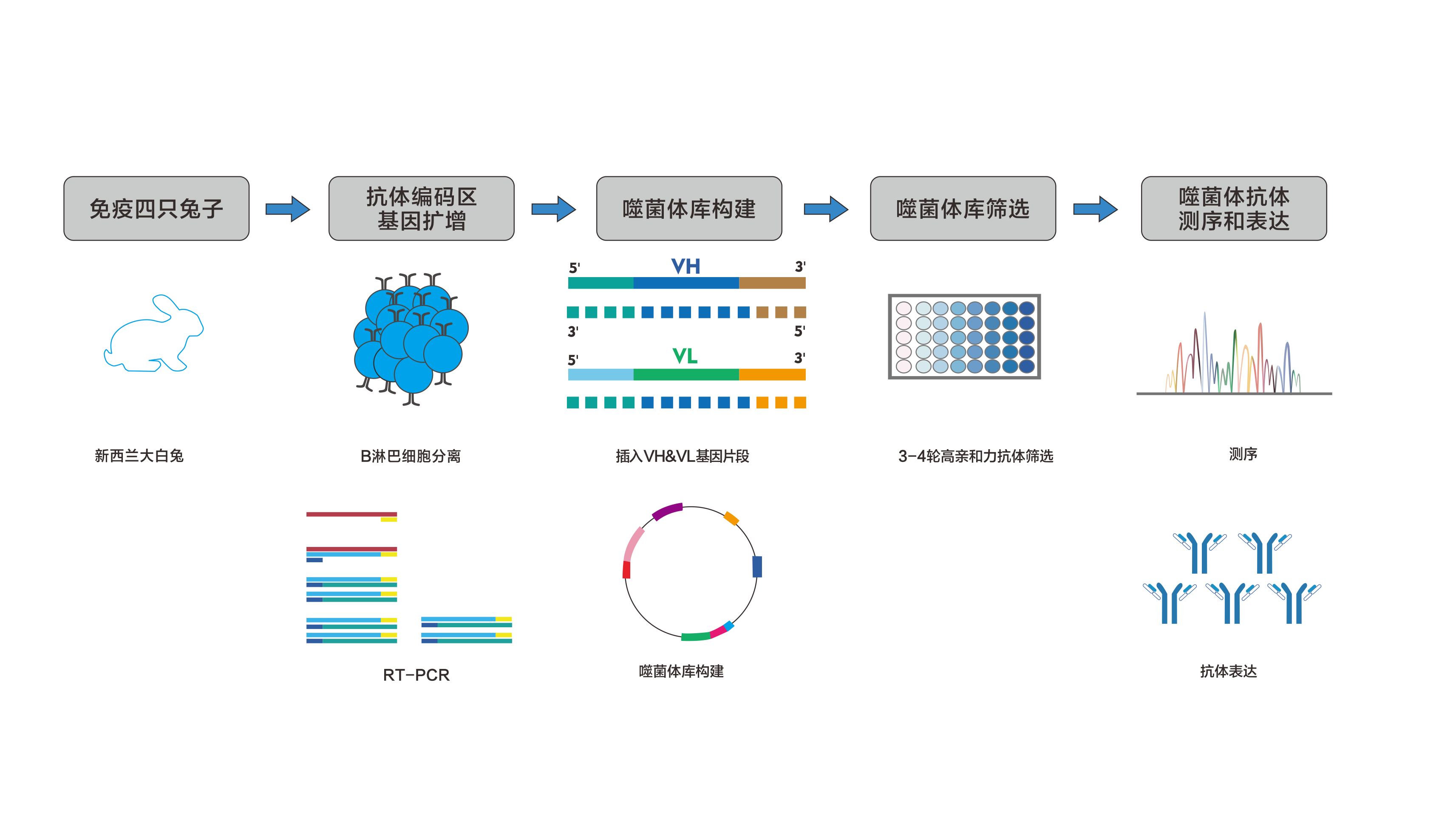 兔单克隆抗体制备（抗体定制服务）