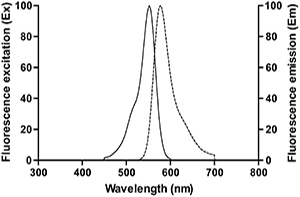 线粒体膜电位检测试剂盒(TMRE)