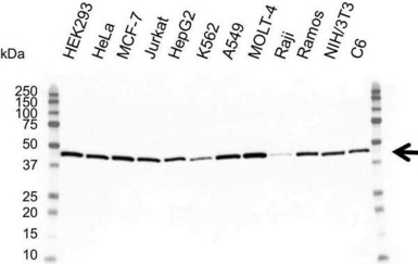 Actin Gamma 1 antibody [2A3]