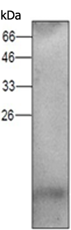 小鼠抗BRK1单克隆抗体