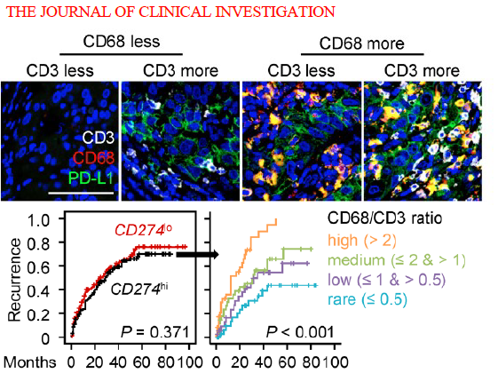 多重荧光免疫组化 mIHC服务