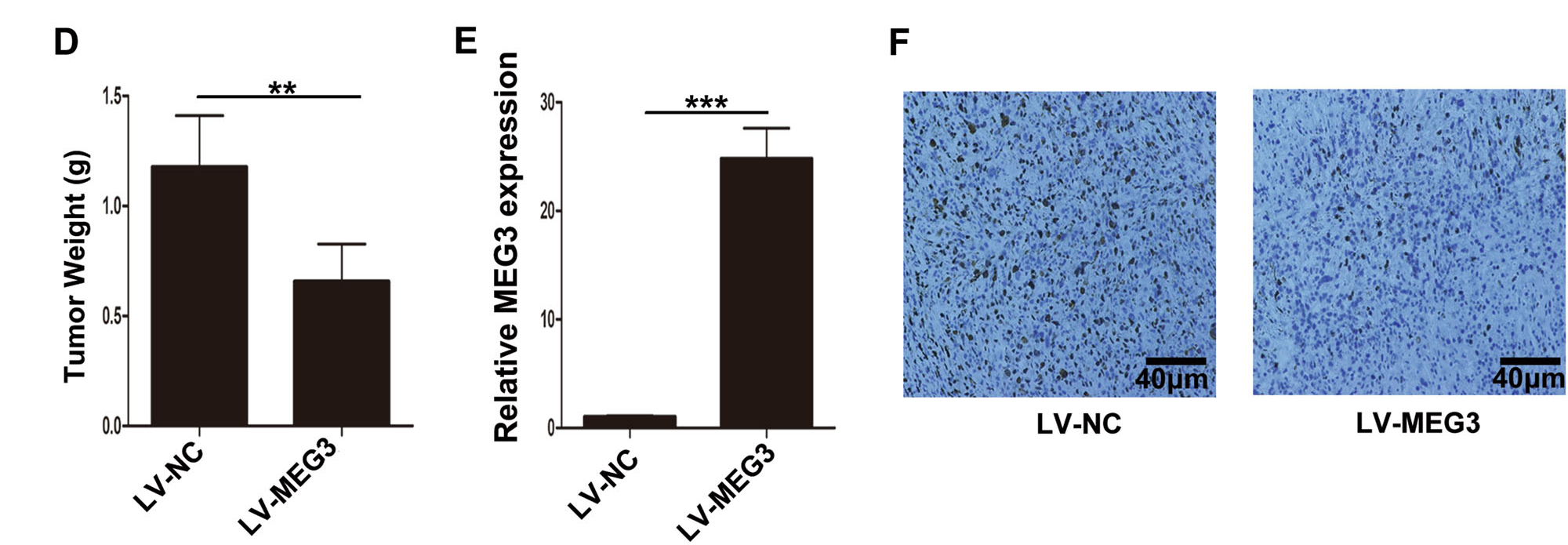 AAV/Lentivirus介导lncRNA过表达及干扰服务