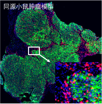 多重荧光免疫组化 mIHC服务