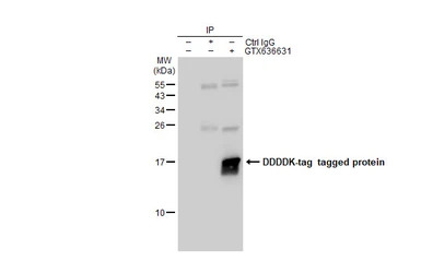 DDDDK tag antibody [GT482]