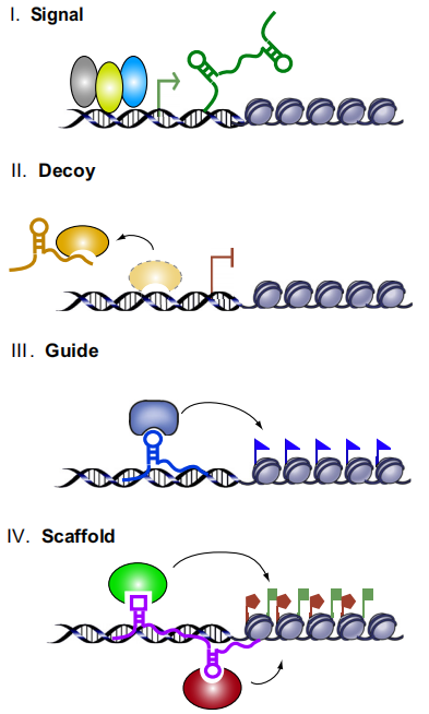 AAV/Lentivirus介导lncRNA过表达及干扰服务