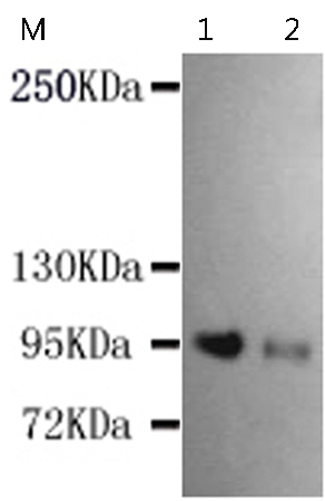 小鼠抗ITGB3(N-term)单克隆抗体
