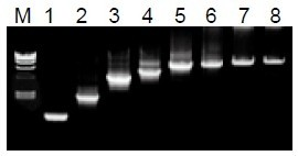 HKE031-01A Fast Pfu DNA Polyme