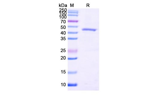 Terminal Deoxynucleotidyl Tran