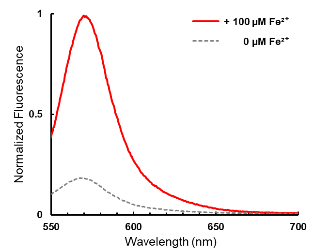 FeRhoNox-1 (Fe2+indicator) 亚铁离