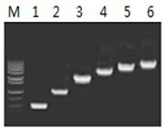 50μl 扩增体系中,以 5ng λDNA 为模板,对 500bp~6.0kb 的扩增结果