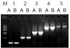 Bst DNA Polymerase, Large Frag