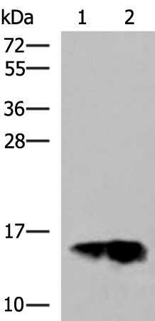 兔抗GOLGA7多克隆抗体