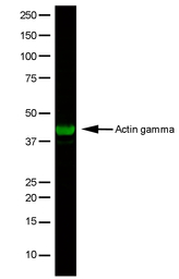 Actin Gamma 1 antibody [2A3]