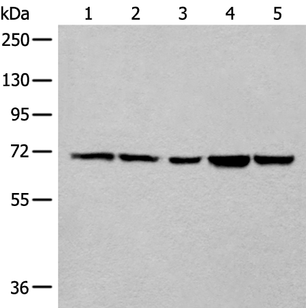 兔抗COL25A1多克隆抗体