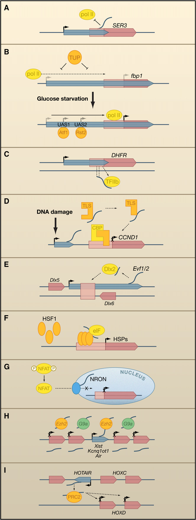 AAV/Lentivirus介导lncRNA过表达及干扰服务