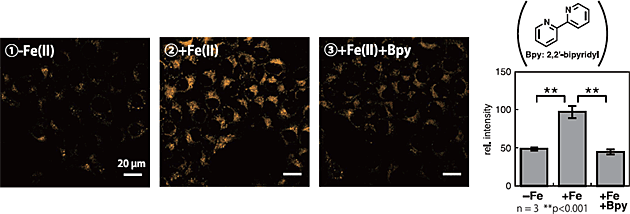 FeRhoNox-1 (Fe2+indicator) 亚铁离