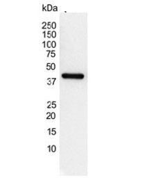 Actin Gamma 1 antibody [2A3]