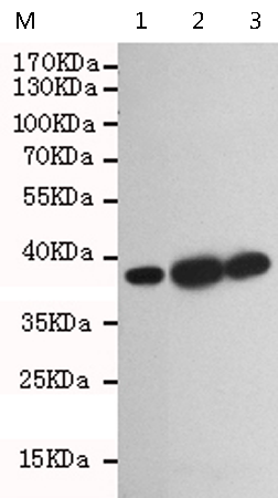 小鼠抗GRAP2单克隆抗体