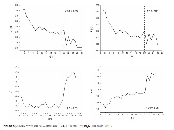 芯片上的小肠：实时监测小肠类器官的跨膜电阻值