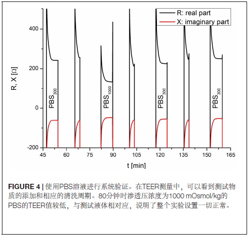 芯片上的小肠：实时监测小肠类器官的跨膜电阻值