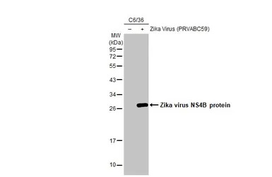 Zika virus NS4B protein antibo