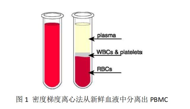 AO/PI 双荧光分析测定 PBMC 的浓度和活率