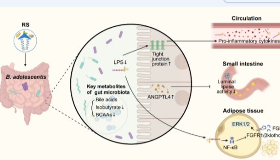 客户案例 | Nature和Cell双生花，贾伟平院士团队等再报道抗性淀粉通过重塑肠道菌群促进减肥