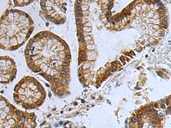 兔抗APCDD1多克隆抗体