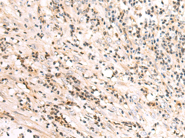 兔抗NAIF1多克隆抗体