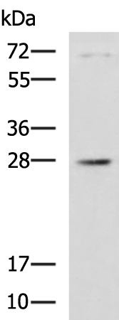 兔抗RAB20多克隆抗体
