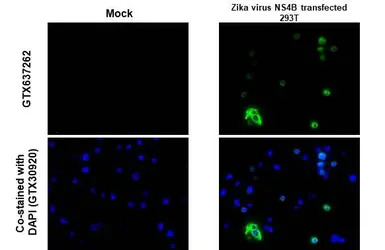 Zika virus NS4B protein antibo