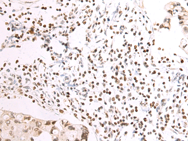 兔抗NAIF1多克隆抗体