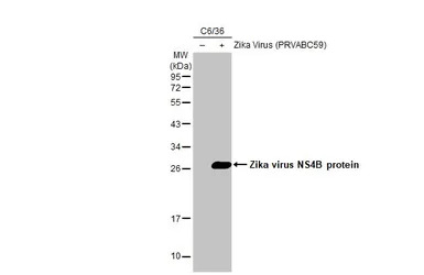 Zika virus NS4B protein antibo