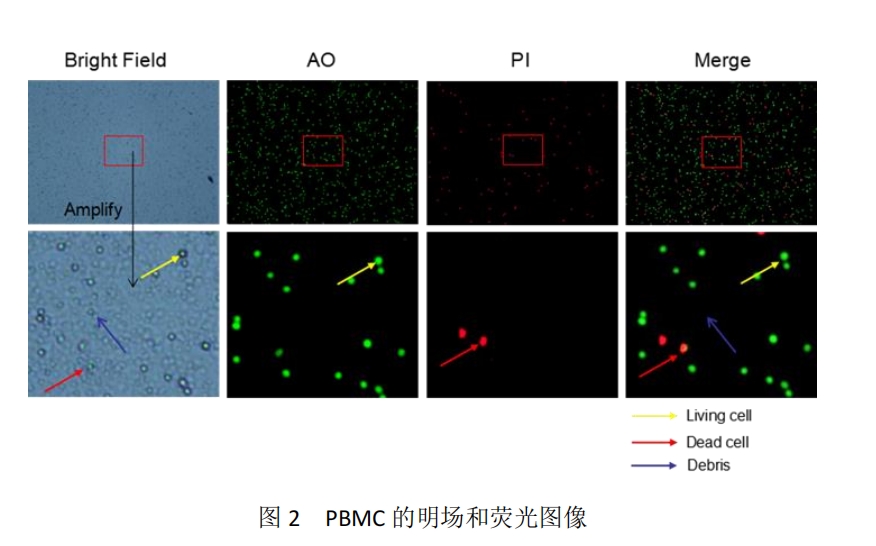 AO/PI 双荧光分析测定 PBMC 的浓度和活率