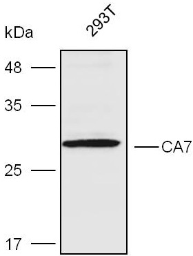 Anti-CA7 Polyclonal Antibody