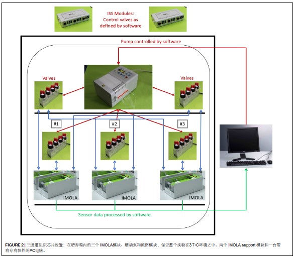 芯片上的小肠：实时监测小肠类器官的跨膜电阻值