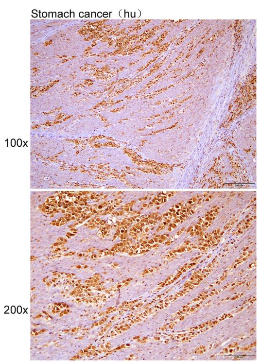 Anti-Hsc70 Polyclonal Antibody